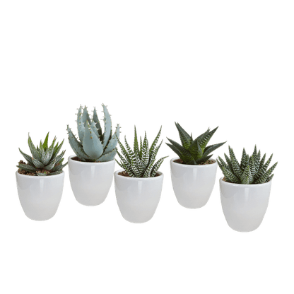 Sukkulente - Gasteria/Haworthia - Mix - 5,5 cm - im Topf - 5 Stück 