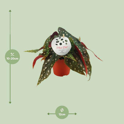 Forellenbegonie - Begonia Maculata - Zimmerpflanze - Ø12cm - ↕20cm 