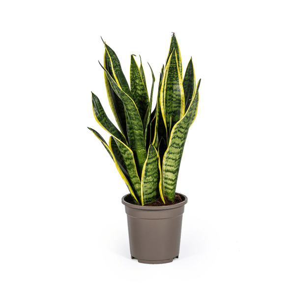 Bogenhanf Sansevieria Trifasciata Futura Superba – Zimmerpflanze – Ø17 cm Topf – Höhe 50-55 cm – Robust & pflegeleicht 