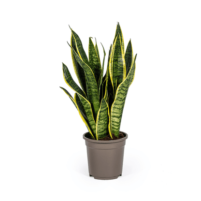 Bogenhanf Sansevieria Trifasciata Futura Superba – Zimmerpflanze – Ø17 cm Topf – Höhe 50-55 cm – Robust & pflegeleicht 