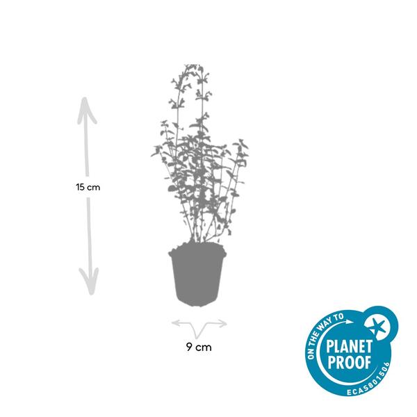 Nepeta 'Walker's Low' – 6 Pflanzen – Katzenminze – Lavendelblaue Blüten – Silbergrünes Laub – Pflegeleichte Staude – Sonnig – Bienen & Schmetterlinge 