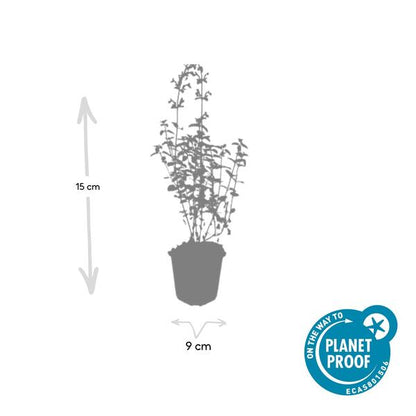 Nepeta 'Walker's Low' – 6 Pflanzen – Katzenminze – Lavendelblaue Blüten – Silbergrünes Laub – Pflegeleichte Staude – Sonnig – Bienen & Schmetterlinge 