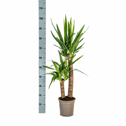 Yucca Elephantipes – Riesen-Palmlilie – Zimmerpflanze Ø19cm ↕70-90cm – Robust & pflegeleicht – Exotisch & dekorativ 