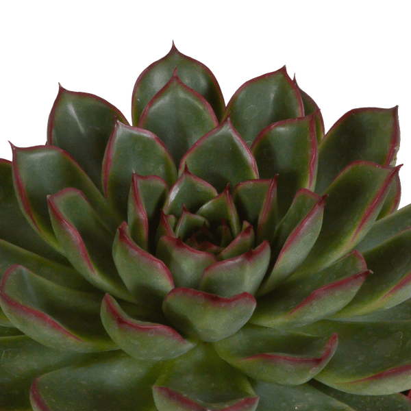 Steinrose - Echeveria - Mix - 10,5 cm - 3 Stück - Zimmerpflanze - Sukkulente 