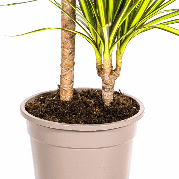 Dracaena Marginata Sunray Drachenbaum – Zimmerpflanze Ø19cm – ca. 80-100cm hoch – Tropischer Akzent mit grünen und gelben Blättern 
