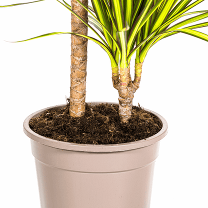 Dracaena Marginata Sunray Drachenbaum – Zimmerpflanze Ø19cm – ca. 80-100cm hoch – Tropischer Akzent mit grünen und gelben Blättern 