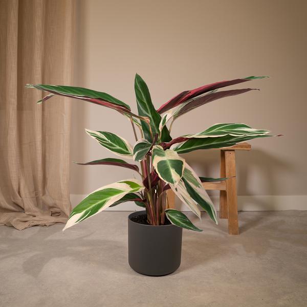 Calathea Triostar – Ø17cm x H60cm – Tropische Zimmerpflanze mit rosa-grün-weißem Blattmuster – Pflegeleicht – Für indirektes Licht – Luftreinigend 
