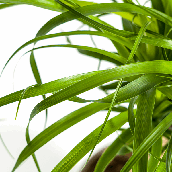 Beaucarnea Recurvata – Elefantenfuß – Zimmerpflanze – Ø17cm – ↕40-60cm – Pflegeleicht & dekorativ 