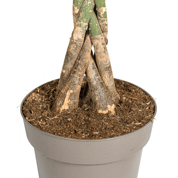 Glückskastanie – Pachira Aquatica – Zimmerpflanze – Ø27cm – Höhe 140-150cm – Geflochtener Stamm & glänzende Blätter – Exotisch & pflegeleicht 