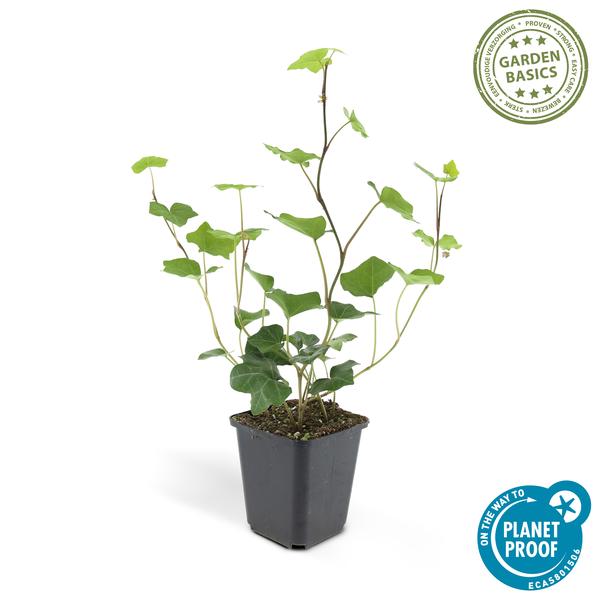 Großblättriger Irischer Efeu Hedera hibernica – Kletterpflanze & Bodendecker – Ø9cm – ↕10-25cm – 6 Pflanzen – pflegeleicht & robust 
