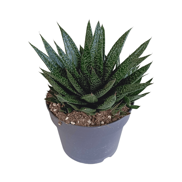 Gasterie - Gasteria 'd Due - Zimmerpflanze - Sukkulente - 17cm 