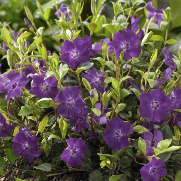Immergrün - Vinca minor 'Atropurpurea' - ↕10-25cm - Ø9cm - 6 Pflanzen – Bodendecker mit lila Blüten – Sonne & Halbschatten – Pflegeleicht 