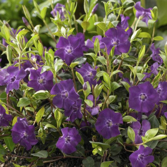 Immergrün - Vinca minor 'Atropurpurea' - ↕10-25cm - Ø9cm - 6 Pflanzen – Bodendecker mit lila Blüten – Sonne & Halbschatten – Pflegeleicht 