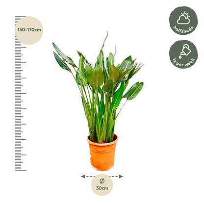 Strelitzia Reginae – Paradiesvogelblume – Zimmerpflanze 160cm – Ø30cm – Exotische Pflanze mit orangefarbenen Blüten – Tropische Kübelpflanze für Innen & Außen – Pflegeleicht 