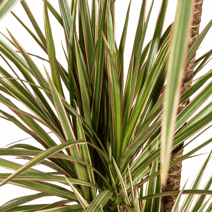 Dracaena Marginata Bicolor – Drachenbaum – Ø21cm – ↕110-130cm – Elegante Zimmerpflanze mit zweifarbigen Blättern – Pflegeleicht & luftreinigend 
