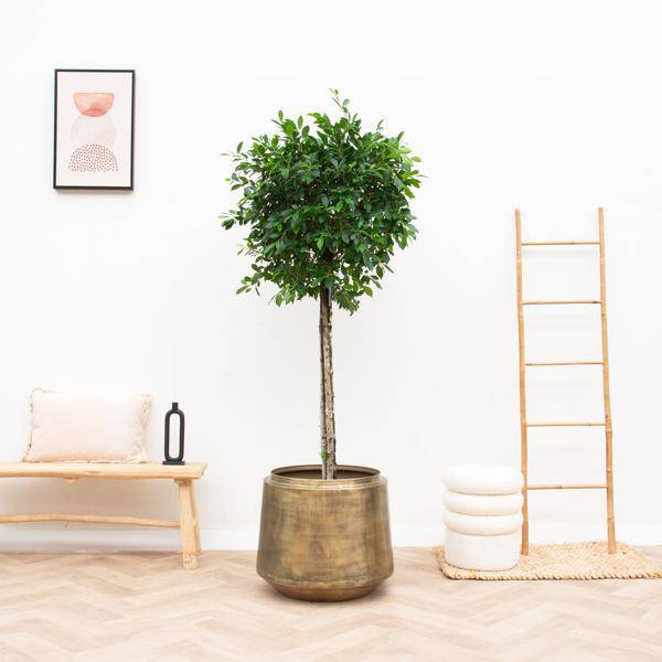 Pflanztopf Indigo Vintage Gold – D33cm x H31cm – Dekorativer Blumentopf im Antik-Look – Eleganter Pflanzkübel mit Wasserablauf – Für Wohnzimmer, Schlafzimmer & Büro 