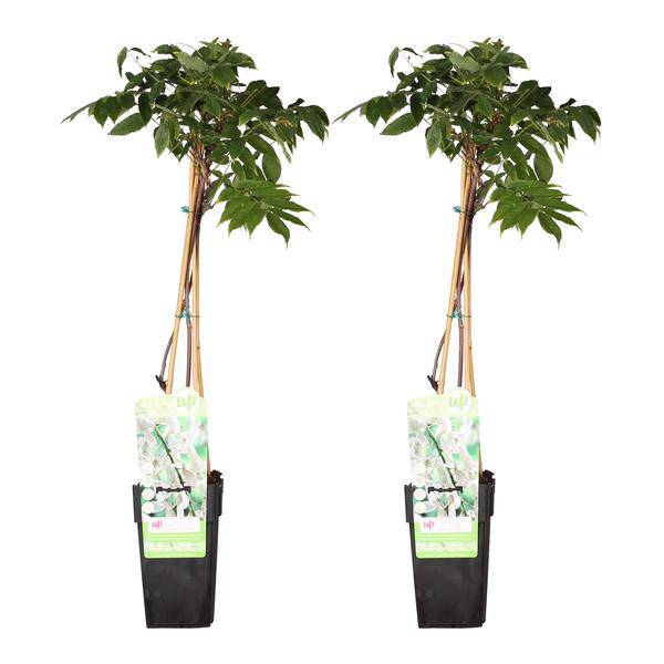 Blauregen - Wisteria floribunda 'Longissima Alba' - ↨65cm - Ø15cm - 2 Stück 