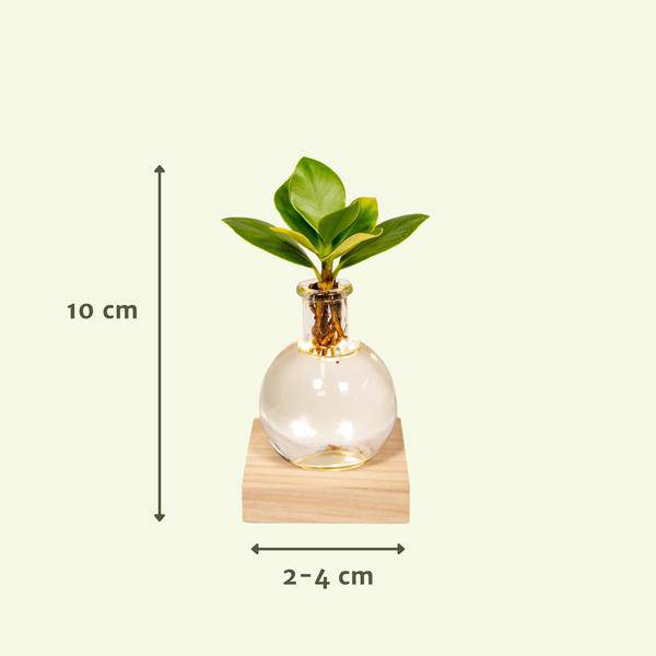 Clusia Hydroponie-Pflanze im Samoa Glas mit LED-Beleuchtung – Ø4cm × 10cm – Grünes Blattdekor für Innenräume – Pflegeleicht & Wasserbasiert 