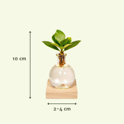 Clusia Hydroponie-Pflanze im Samoa Glas mit LED-Beleuchtung – Ø4cm × 10cm – Grünes Blattdekor für Innenräume – Pflegeleicht & Wasserbasiert 
