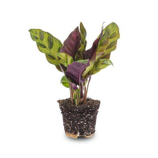 Pfauenpflanze Calathea Lancifolia – Terrarienpflanze Ø6cm – Exotische Zimmerpflanze mit langgezogenen, gemusterten Blättern 