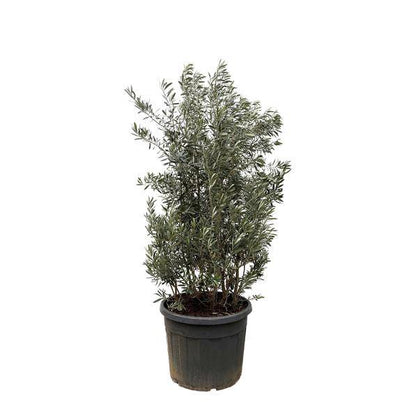 Olivenbaum - Olea Europaea Strauch - 225cm - Ø50cm 