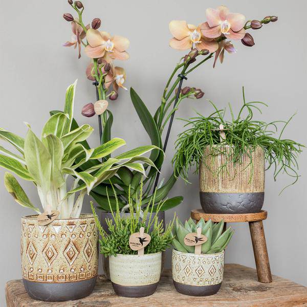 Sukkulente Echeveria Miranda – Grüne Rosettenpflanze – Ø6cm – Pflegeleichte Zimmerpflanze – In Blumenerde – Für helle Standorte 