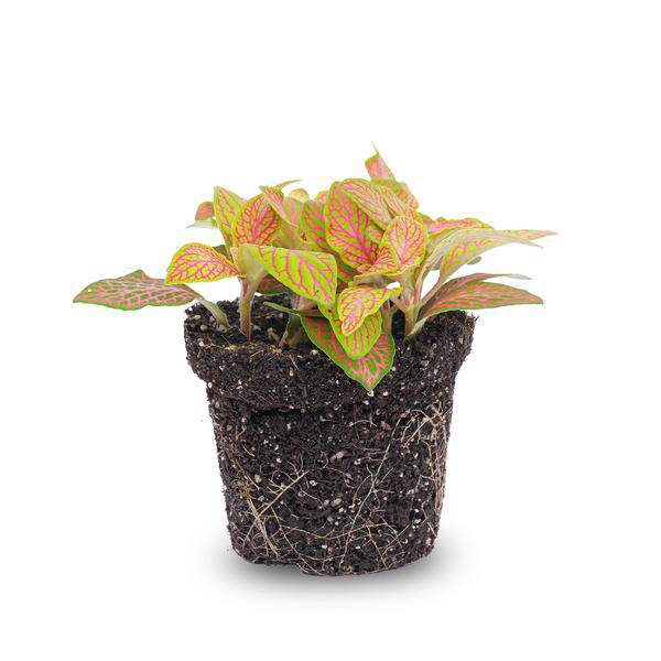 Fittonia Orange - Pink - Ruby Lime - Mosaikpflanze - Topfgröße 8 