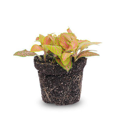 Fittonia Orange - Pink - Ruby Lime - Mosaikpflanze - Topfgröße 8 