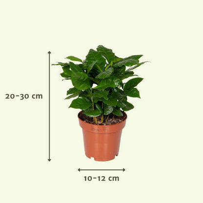 Überraschungsbox mit 8 einzigartigen Zimmerpflanzen – Ø12cm – 25cm Höhe – grüne Blätter & bunte Blüten – vielseitige Indoor- und Outdoor-Pflanzen – Geschenkidee 