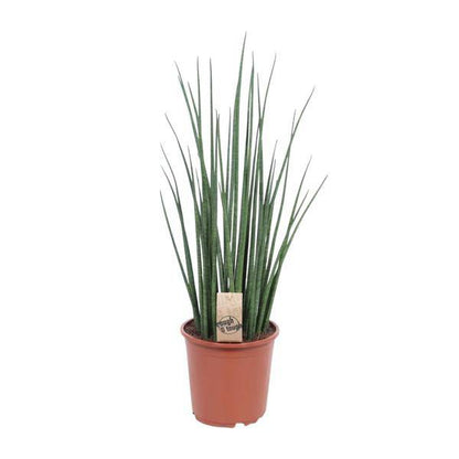 Bogenhanf - Sansevieria Mikado - Zimmerpflanze - Ø19cm - ↕70cm 