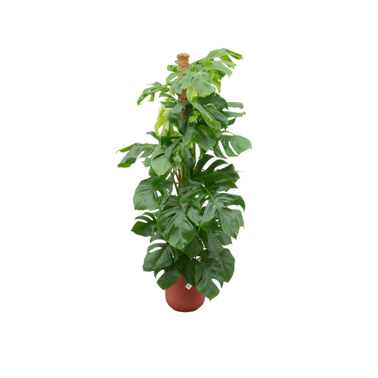 Monstera Pertusum – Fensterblatt – Ø26cm – ↕150cm – Mit dekorativem Jazz Topf Rot – Große Zimmerpflanze im Pflanzset – Tropische Blattschmuckpflanze für Wohnzimmer & Büro 