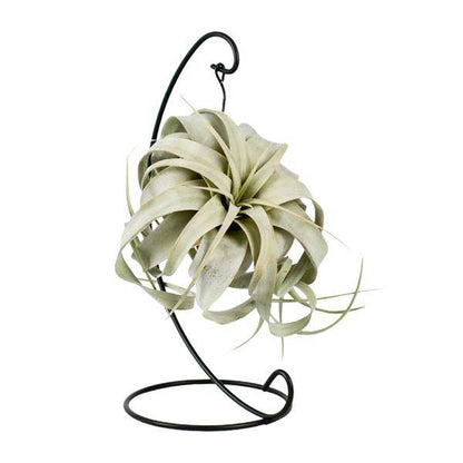 Luftpflanze - Tillandsia König Xero - Ø12cm - ↕23cm 