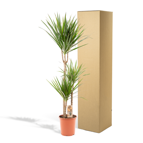 Drachenbaum Dracaena Marginata – Zimmerpflanze – Ø21cm x ↕120cm – Tropische Grünpflanze mit luftreinigender Wirkung – Pflegeleicht – Ideal für Wohnzimmer & Büro 