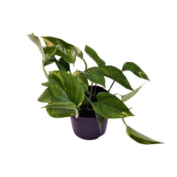 Efeutute - Scindapsus Epipremnum Aureum - Zimmerpflanze - Ø12cm - ↕25cm 