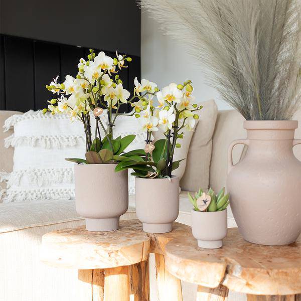 Sukkulente Echeveria Miranda – Grüne Rosettenpflanze – Ø6cm – Pflegeleichte Zimmerpflanze – In Blumenerde – Für helle Standorte 