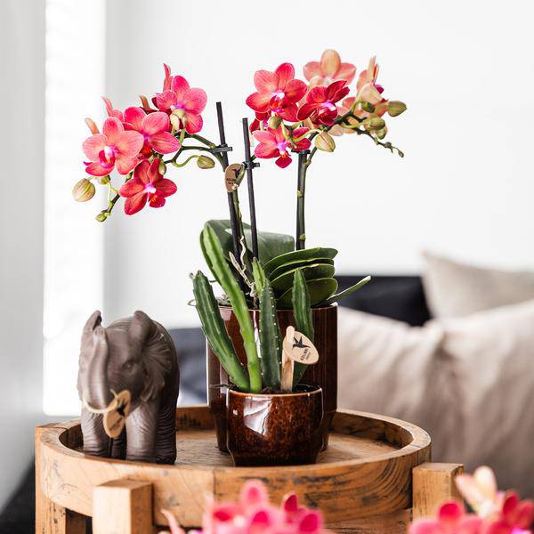 Aasblume - Stapelia - Topfgröße Ø9cm - Zimmerpflanze - Ø6cm 