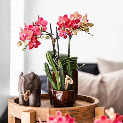 Aasblume - Stapelia - Topfgröße Ø9cm - Zimmerpflanze - Ø6cm 