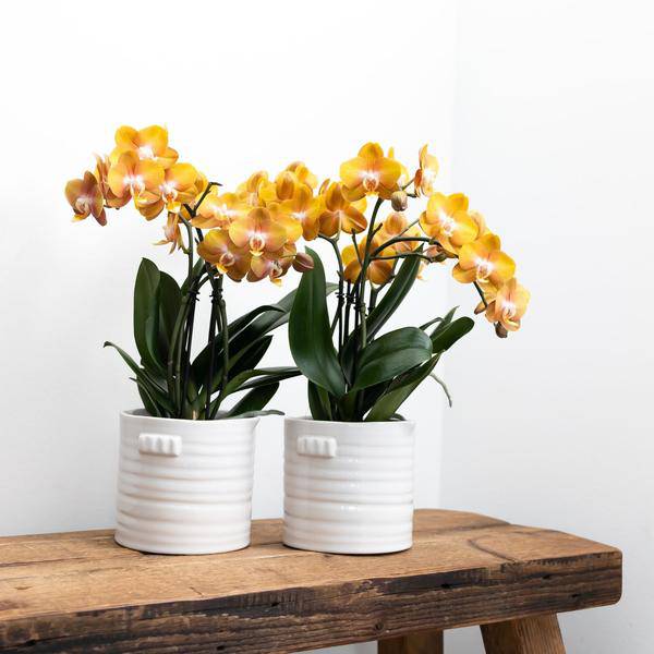 Orange-goldene Phalaenopsis-Orchidee - Jewel Las Vegas - Topfgröße Ø12cm - blühende Topfpflanze 