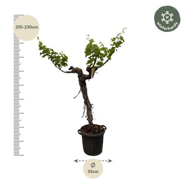 Weintraube – Vitis Vinifera – Weinrebe 220cm – Ø55cm – Verzweigter Stamm mit üppigem Blattwerk – Exklusive Kübelpflanze für Garten, Terrasse & Balkon – Essbare Trauben 