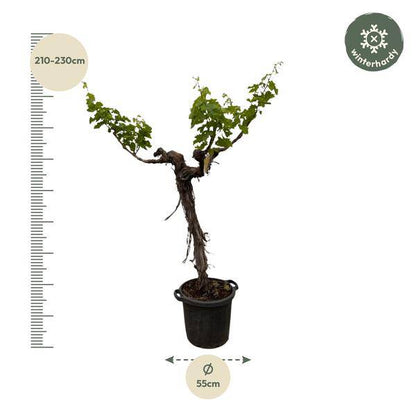 Weintraube – Vitis Vinifera – Weinrebe 220cm – Ø55cm – Verzweigter Stamm mit üppigem Blattwerk – Exklusive Kübelpflanze für Garten, Terrasse & Balkon – Essbare Trauben 