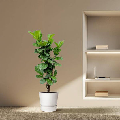 Feigenbaum – Ficus Lyrata – ca. 170cm hoch – Ø32cm – Geigenfeige als imposante Zimmerpflanze – XXL Grünpflanze mit großen Blättern – Dekorative Pflanze für Wohnzimmer & Büro 