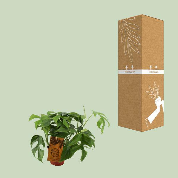 Fensterblatt - Monstera Minima - Zimmerpflanze - Ø12cm - ↕30cm 