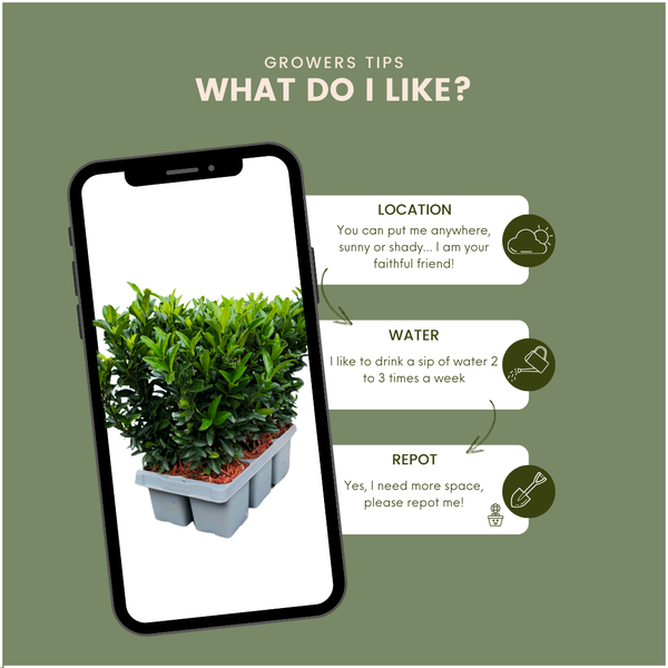 Euonymus Green Spire – Japanischer Spindelstrauch – 12 Pflanzen Ø7cm – ↕15cm – Immergrün & Winterhart – Buchsbaum Ersatz für Hecke und Garten 