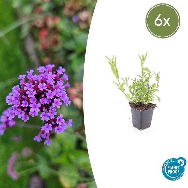 Verbena bonariensis – 6 Pflanzen – Patagonisches Eisenkraut – Lila Blüten – Schmetterlings- & Bienenfreundlich – Pflegeleicht & Winterhart 