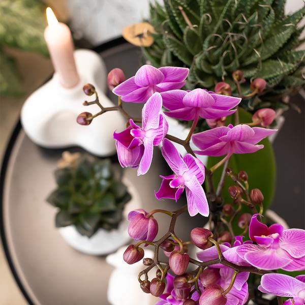 Phalaenopsis-Orchidee Mineral Vienna – Rosa – Ø9cm – Blühende Zimmerpflanze – 2-3 Zweige – Natürliche Farbpracht 