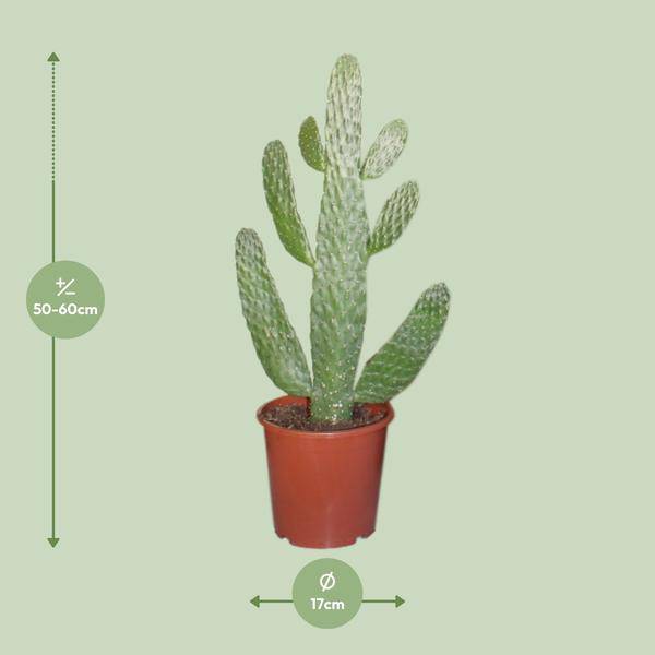 Feigenkaktus - Opuntia Consolea - Zimmerpflanze - Ø17cm - ↕55cm 