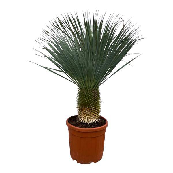 Yucca Rostrata – Palmlilie – Zimmerpflanze oder Gartenpflanze – Höhe ca. 160cm – Ø50cm – Exotische Wüstenpflanze 