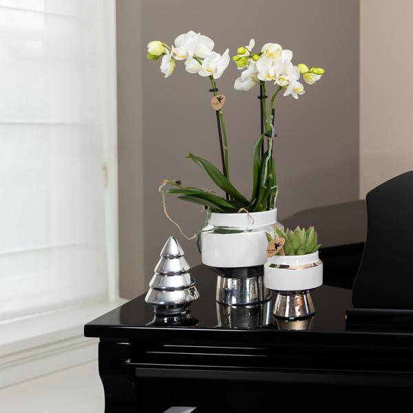 Phalaenopsis Orchidee Weiß – Amabilis – Ø9cm x H40cm – Le Chic Deko-Topf Silber – Blühende Zimmerpflanze mit 2–3 Zweigen – Eleganter Blumentopf für stilvolles Wohnen 