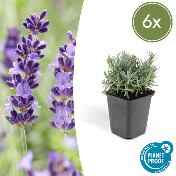 Lavender Lavandula 'Hidcote' – 6 Pflanzen – Reich blühender Lavendel – ↕10-25cm – Ø9cm – pflegeleicht & sonnig 