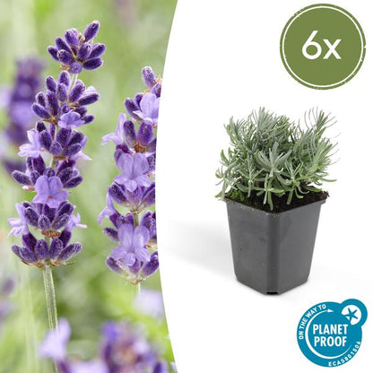 Lavender Lavandula 'Hidcote' – 6 Pflanzen – Reich blühender Lavendel – ↕10-25cm – Ø9cm – pflegeleicht & sonnig 
